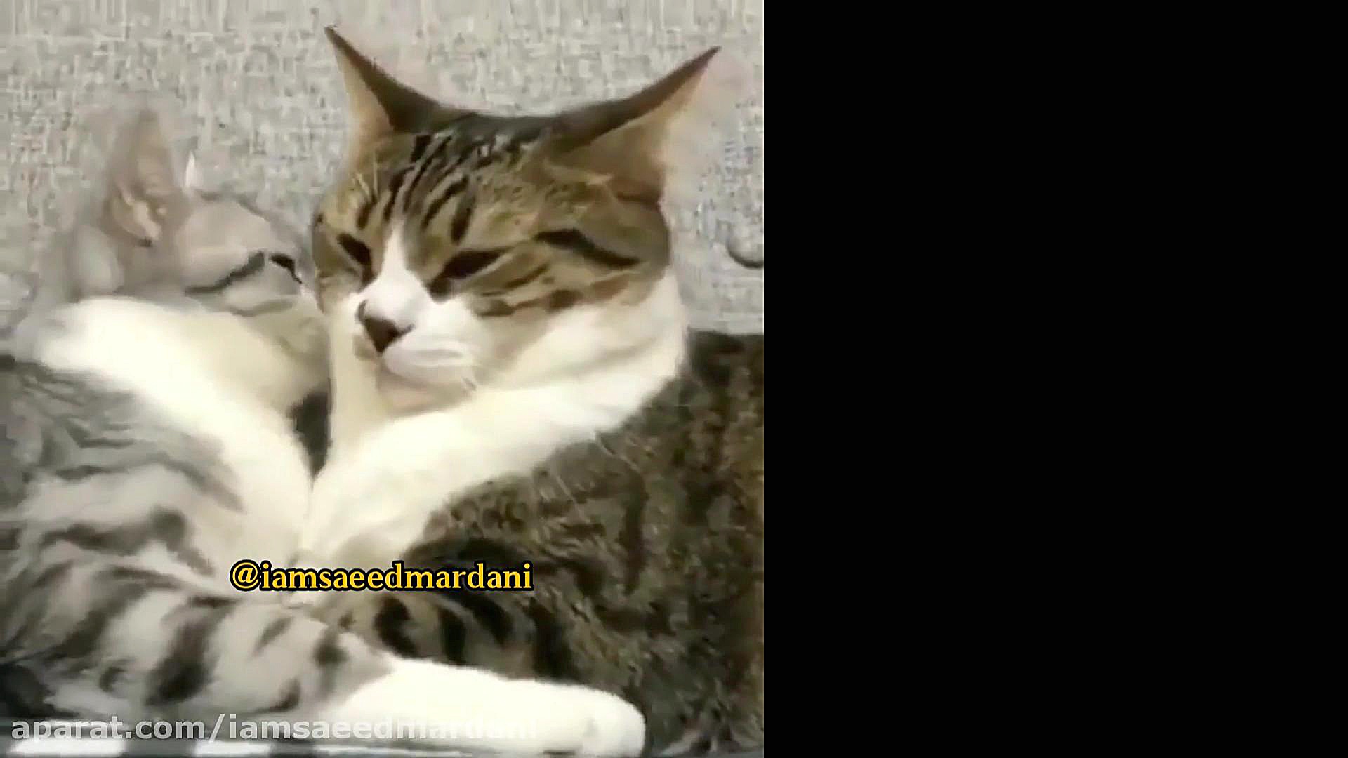 چالش بوس کردن (دوبله ی اصفهانی...