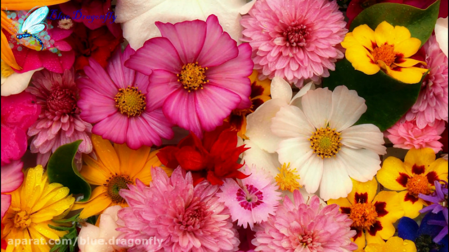 روز پرستار مبارک  کلیپ تبریک ر...