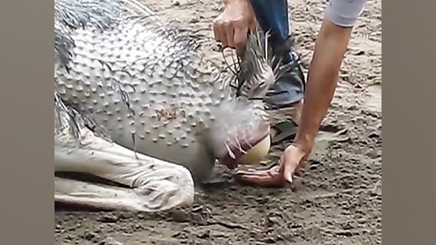 لحظه فوق العاده تخم گذاری شتر...