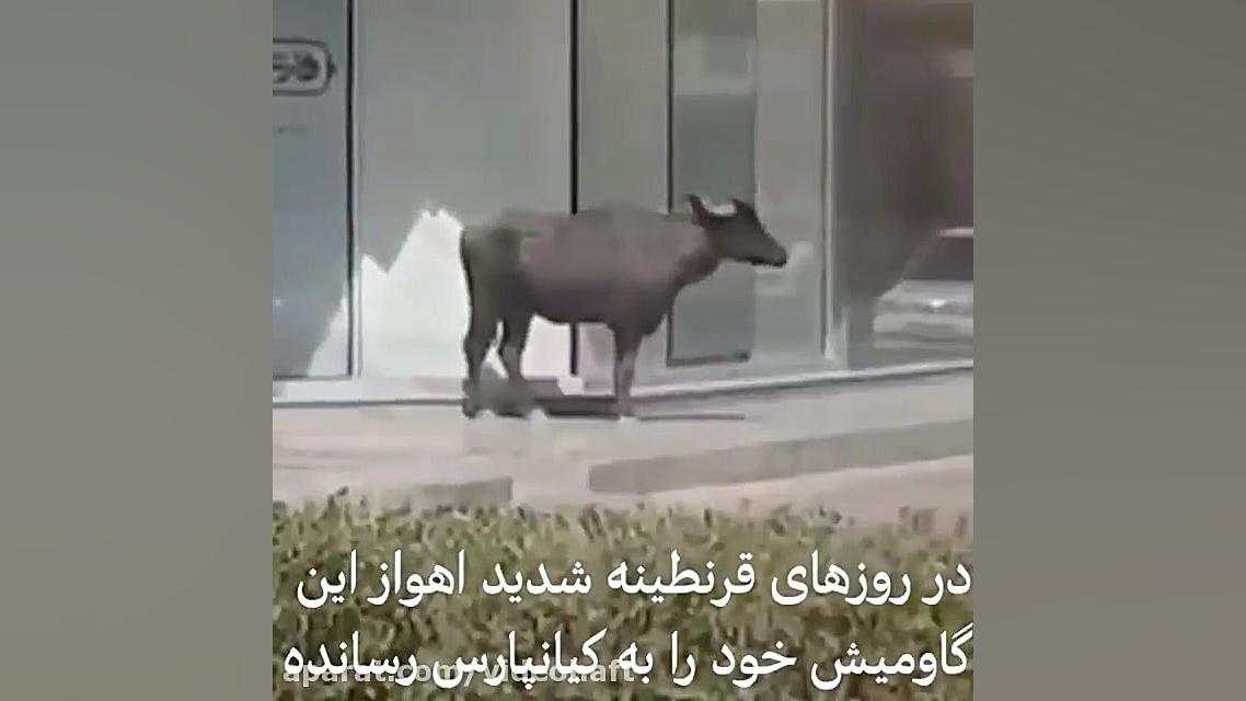 ویدیو گاومیش وسط اهواز!