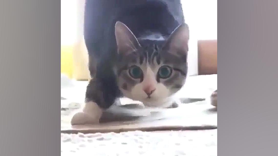 گربه خنده دار