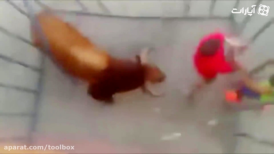 وقتی حیوانات وحشی، وحشی بشوند