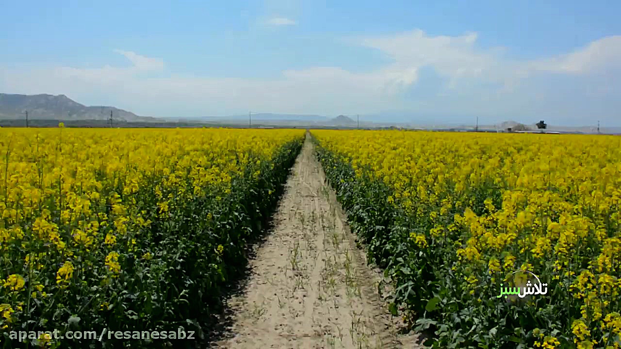 چگونه یک مزرعه کلزا را مدیریت...