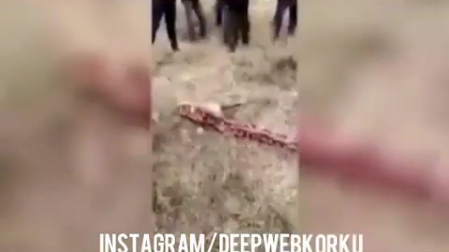 کشف اسکلت موجود ناشناخته ۱۸۰۰...