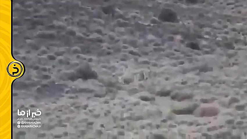 مشاهده 5 یوزپلنگ در استان سمنا...