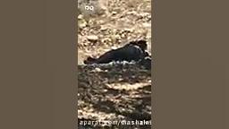 فیلمبرداری به جای کمک به رانند...