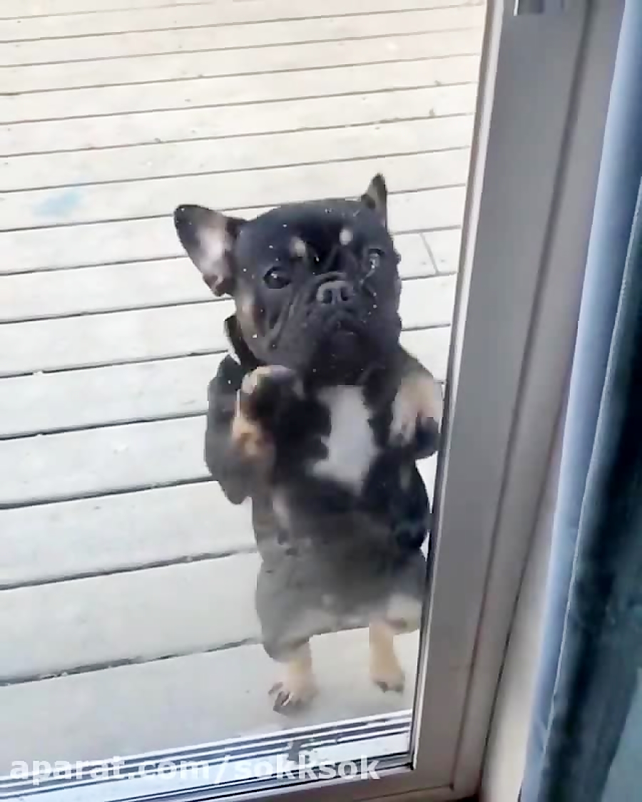 Смешные французские бульдоги видео
