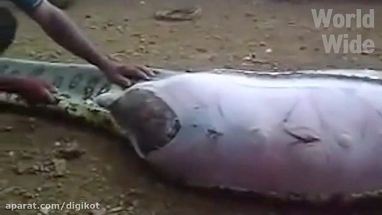 بلعیده شدن خوک مزرعه توسط مار...