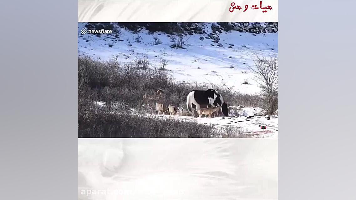 اسب در قلمرو گرگ