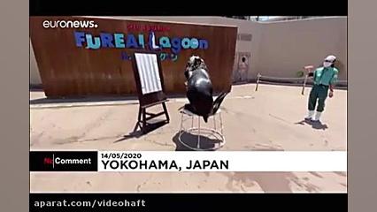 ویدیو شیر دریایی نقاش در آکوار...