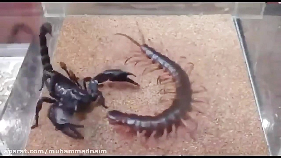 هزار پا vs عقرب سیاه