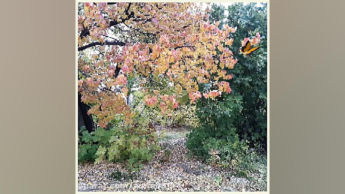 خشکباروگیاهان دارویی نیما(گزخت...