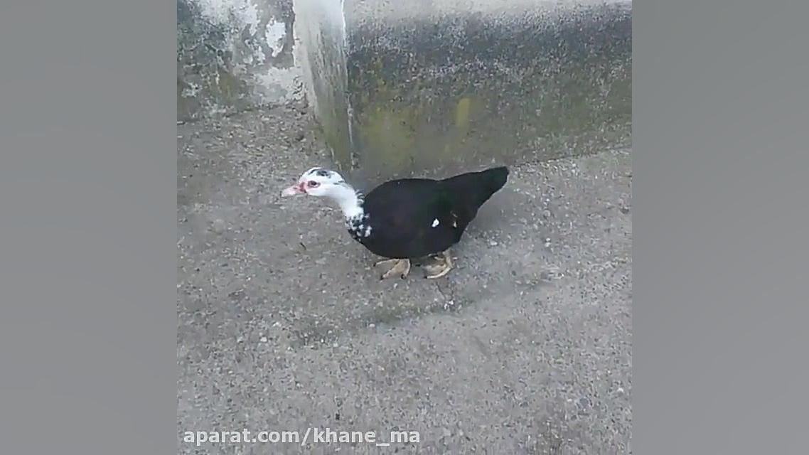 شناسایی یکی از عوامل خودفروخته...