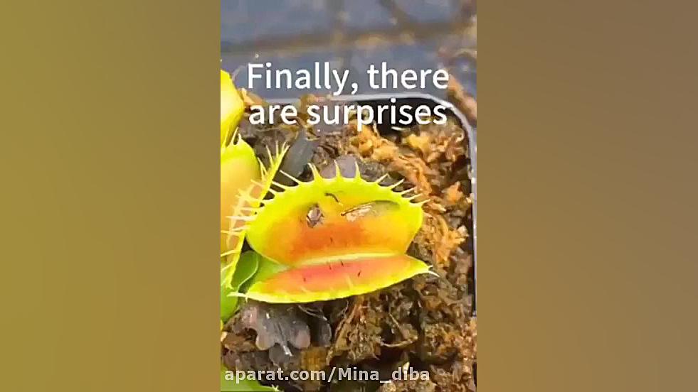 ببینید چه بلایی سرش میاد