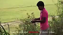 تله برای کبوتر