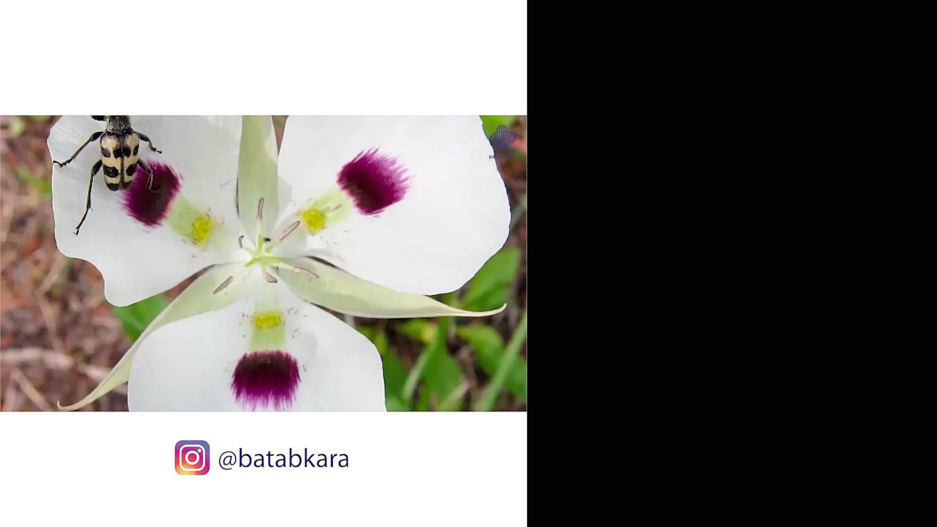 فیبوناچی در تحلیل تکنیکال