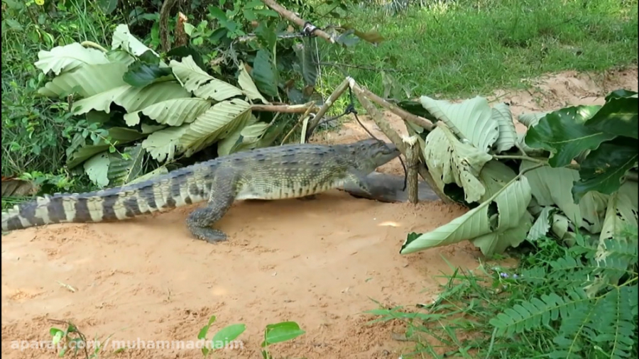 انداختن تله برای تمساح (مگه می...