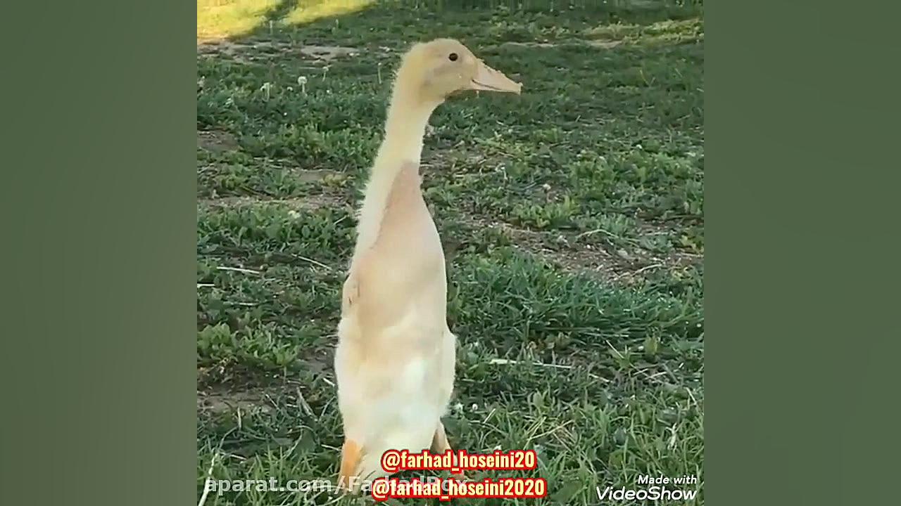 اردک بازیگوش (طنز خنده دار)