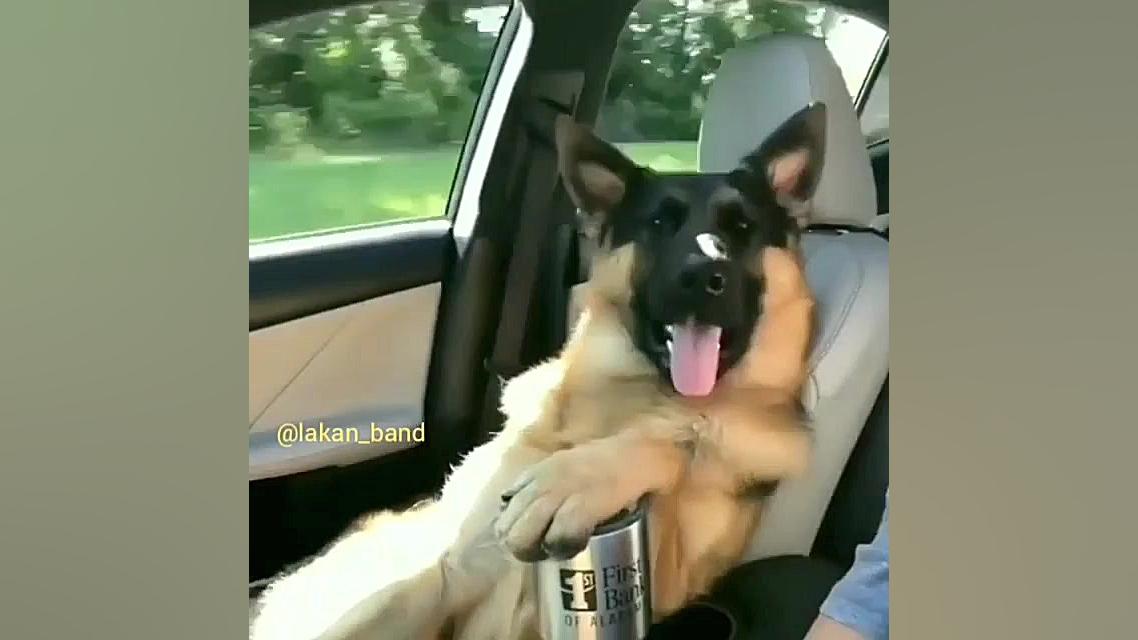 طنز گیلکی. سگ اروپایی