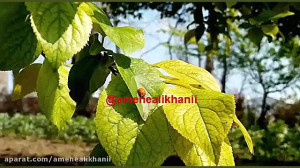 یاد من باشد فردا دم صبح