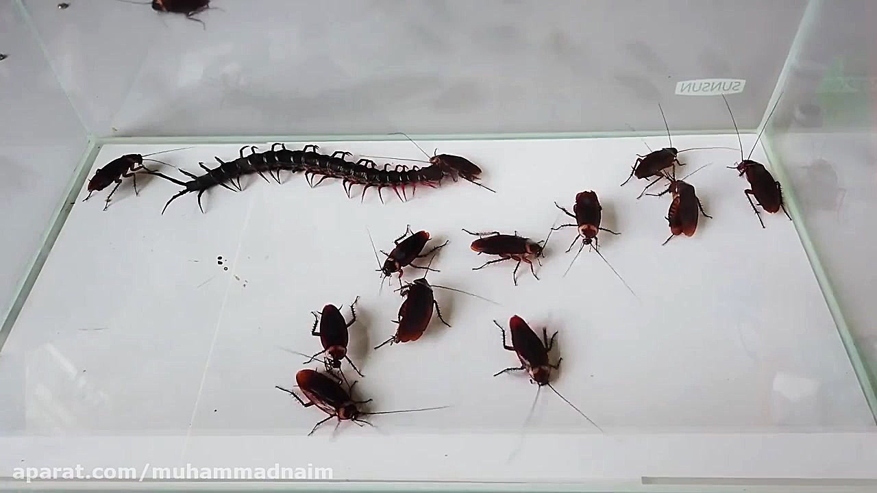 مبارزه هزار پا vs سوسک واقعی