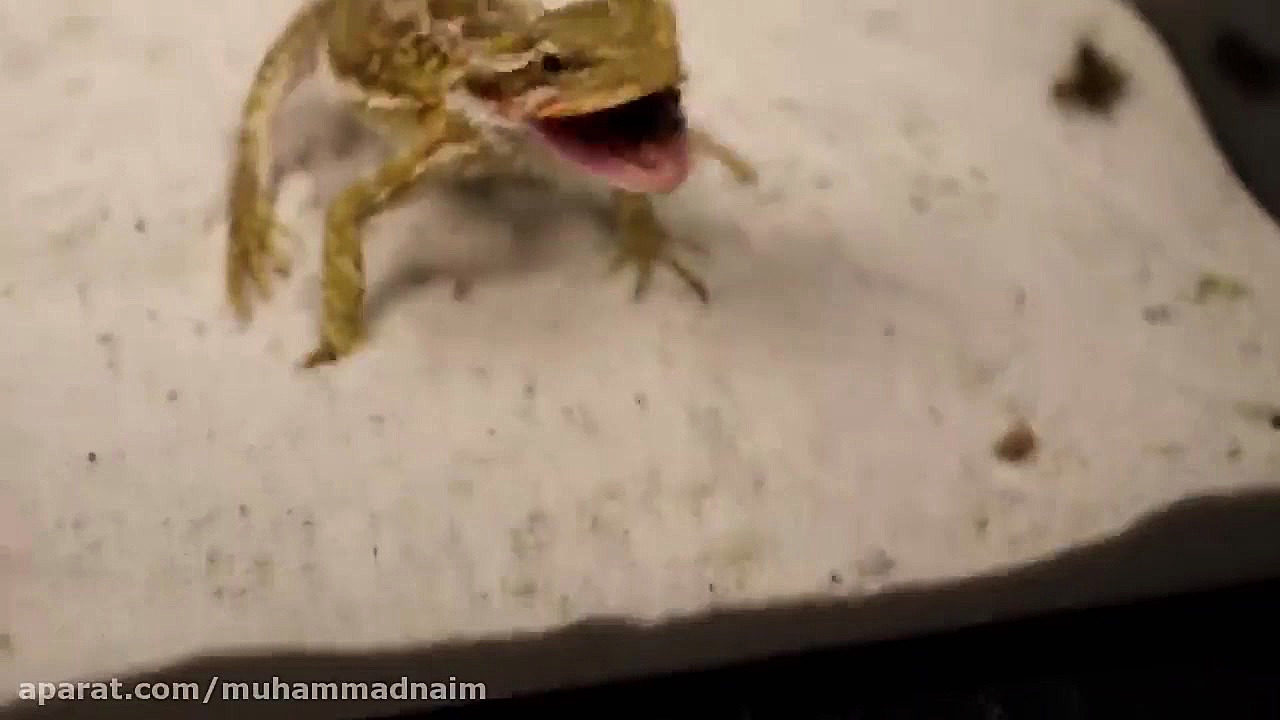 نبرد عقرب سیاه با عنکبوت