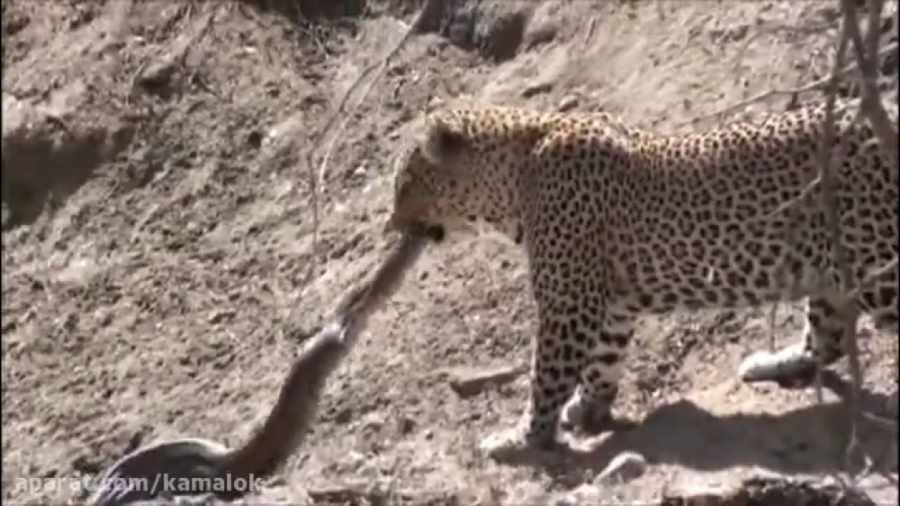 حمله یوزپلنگ به مار پیتون غول...