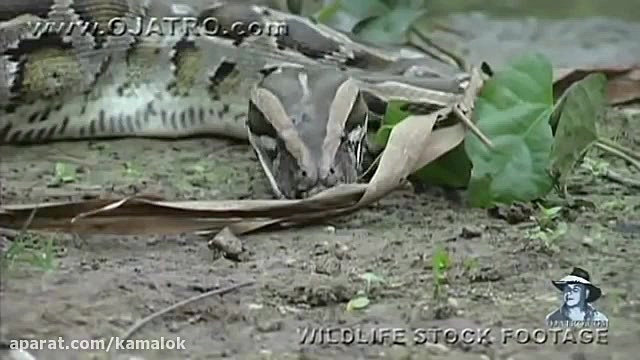 خورده شدن تمساح توسط مار غول پ...
