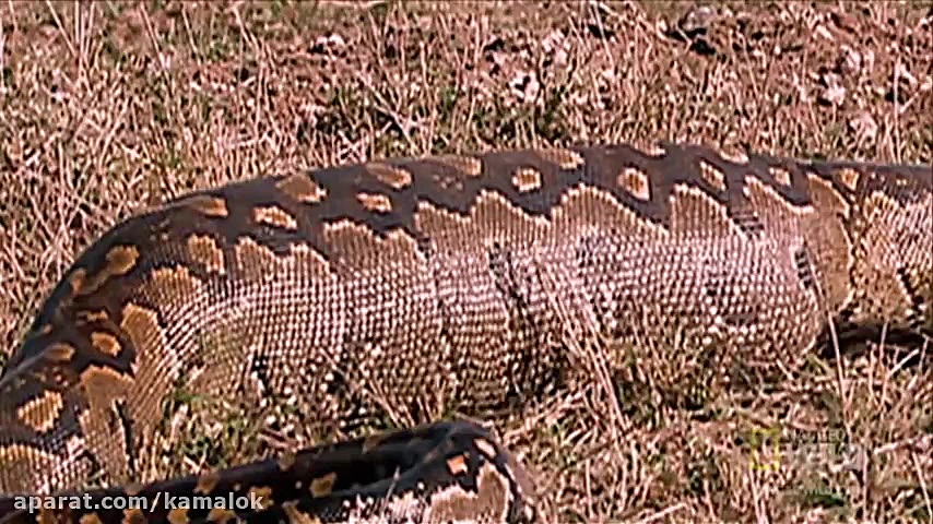 شکار حیوانات توسط مار بزرگ پیت...