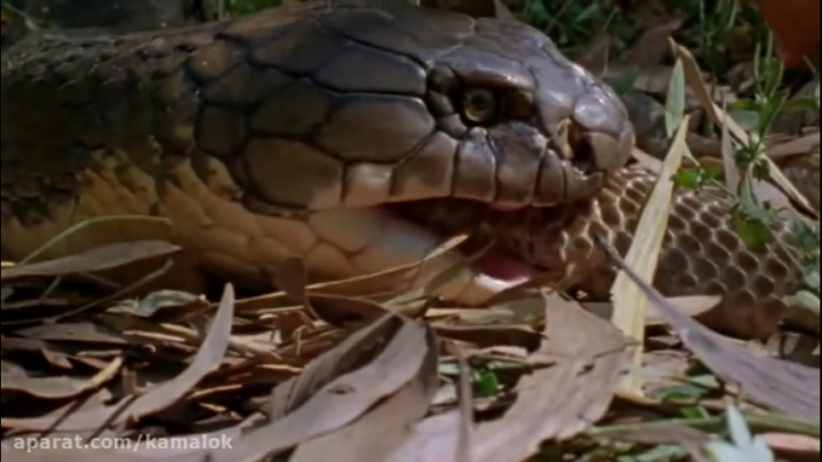 خورده شدن آهو توسط بلندترین ما...