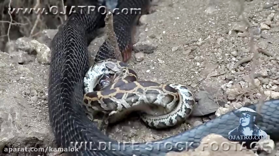 شکار شدن مار توسط ماری دیگر