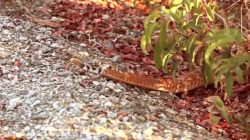 شکار مار توسط سوسمار