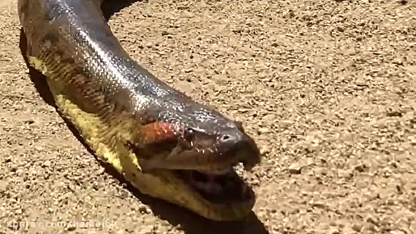 مستند وحشت مار پیتون