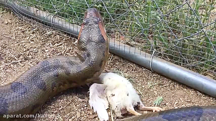 شکار کردن مار پیتون