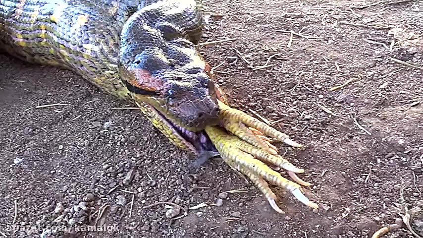 شکار مرغ توسط مار