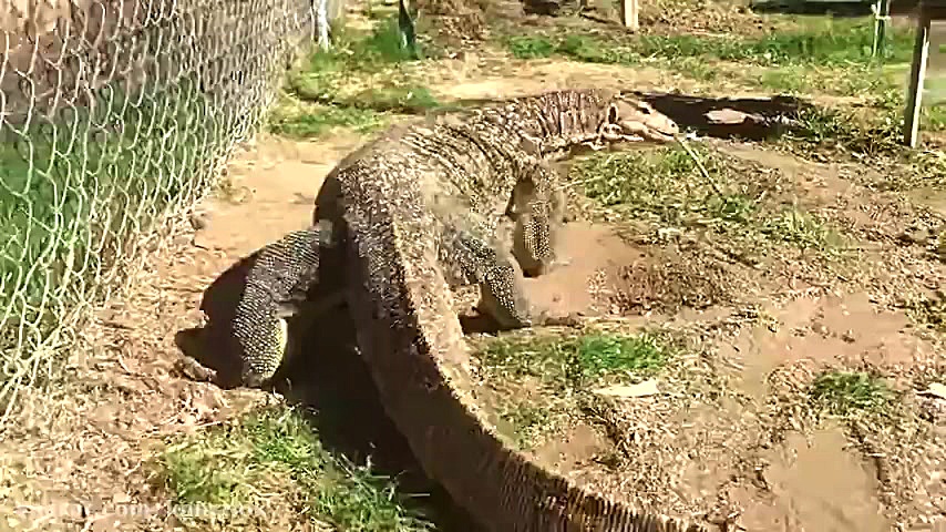 خوردن خرگوش توسط سوسمار