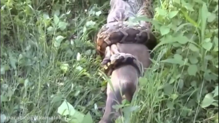 مستند وحشت مارها بلعیده شدن گو...