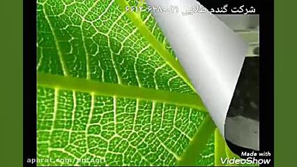 پوست کن گردو(پوست سبز)