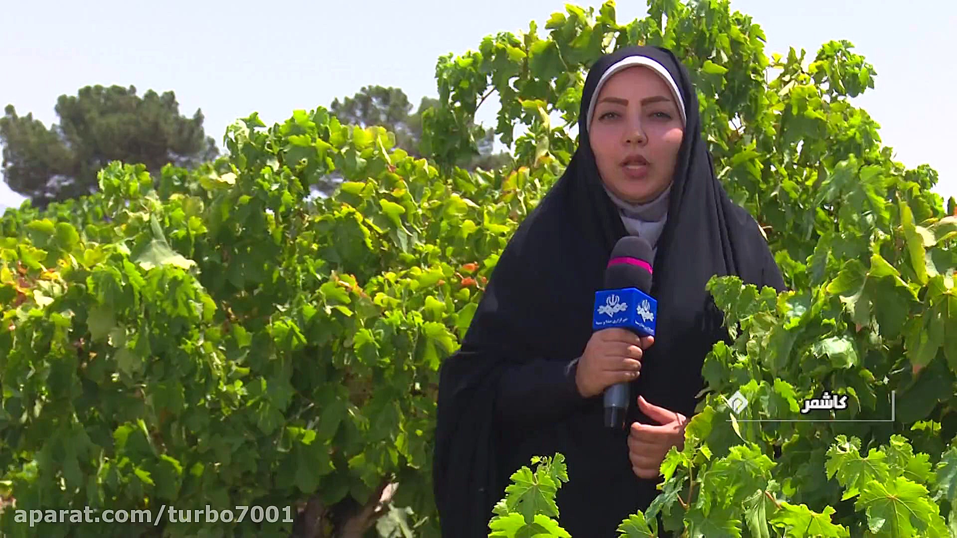 گزارش برداشت 75 هزار تن انگور...