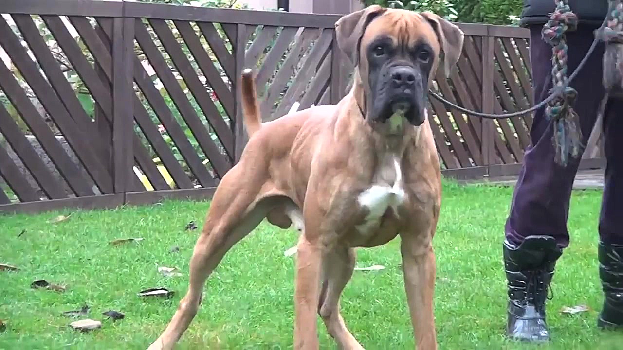 10 تا از درنده ترین و ترسناک ت...