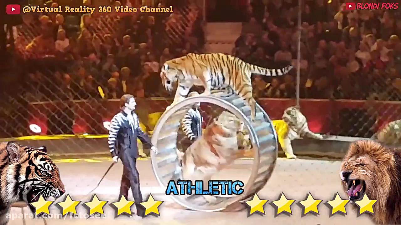 شیر در قیاس با ببر | مبارزه بب...