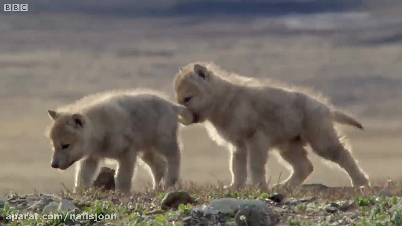 شکار خرگوش توسط گرگ های وحشی