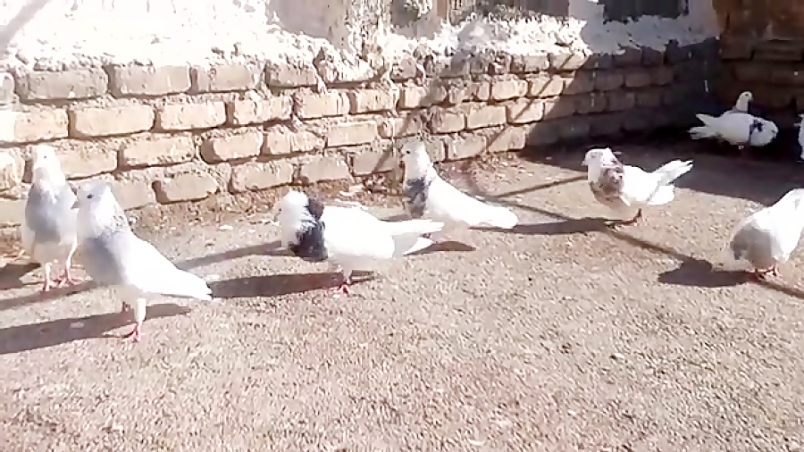 کبوتر طوقی کرمانشاه