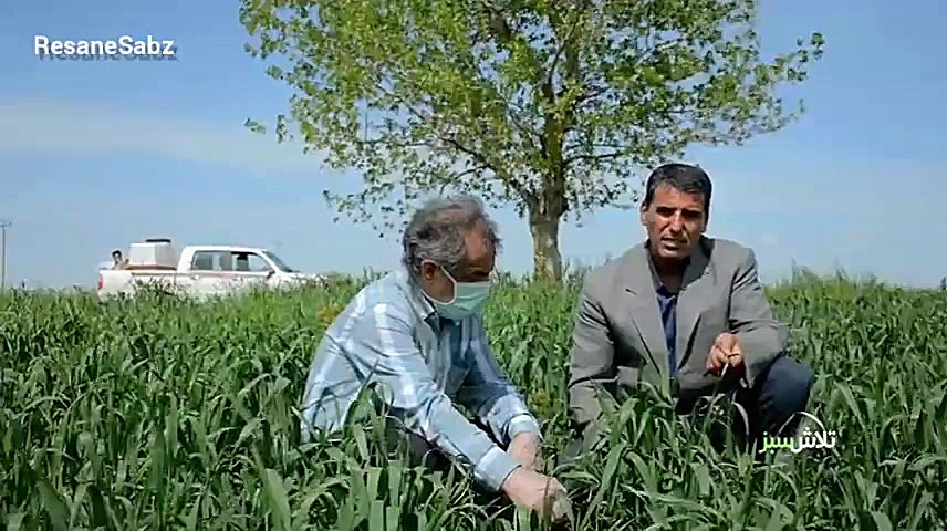 مبارزه با آفت سن گندم  تلاش سب...