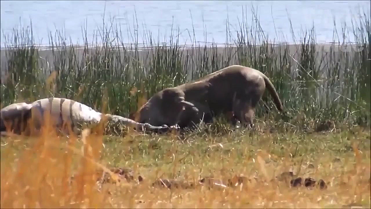 نبرد نفس گیر شیر با شیر | شکار...