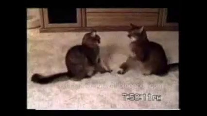 گربه های احمق خپل