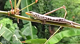 صحنه هایی از پرواز مار کبری