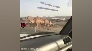 هم خودش رو ب کشتن داد و هم شتر...