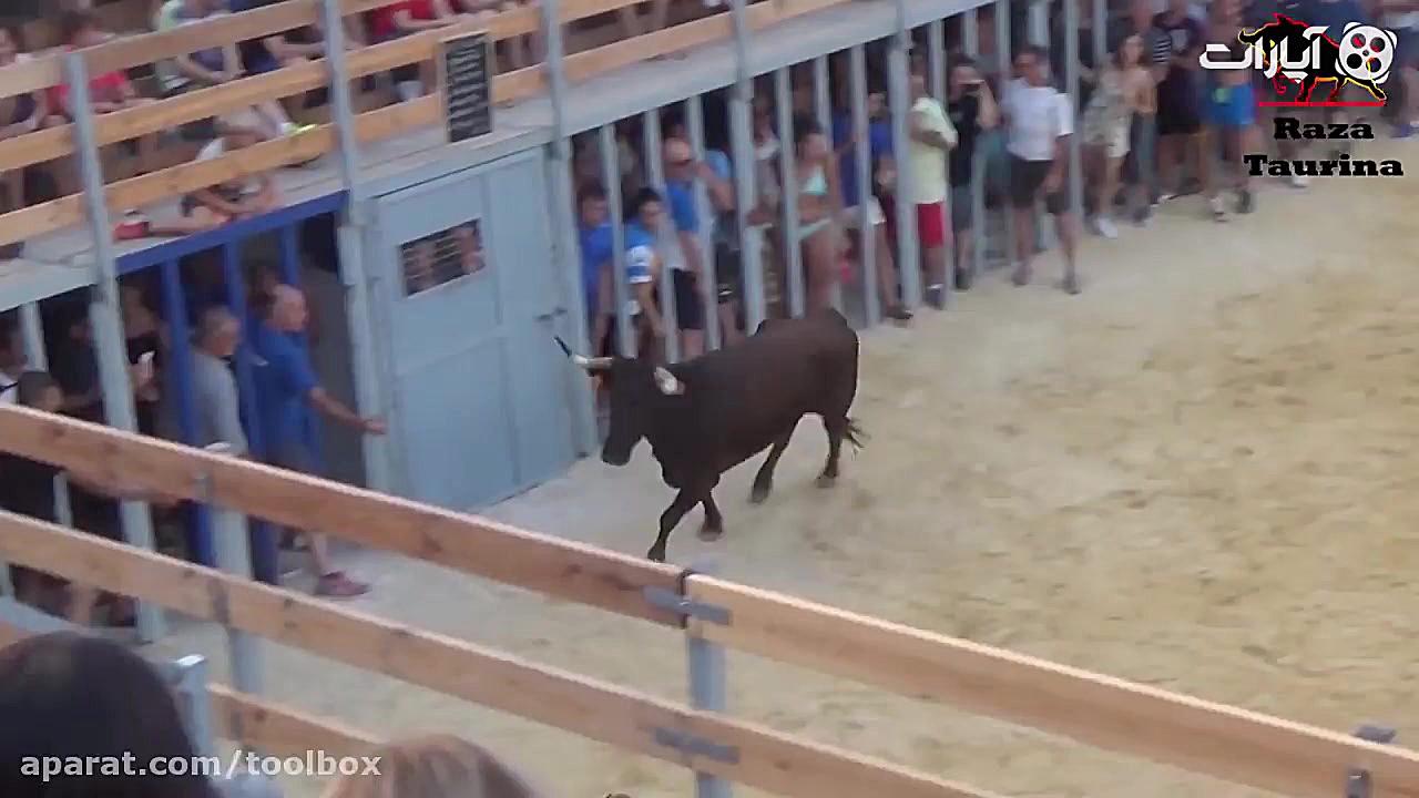 شوخی شوخی با گاو هم شوخی!!!