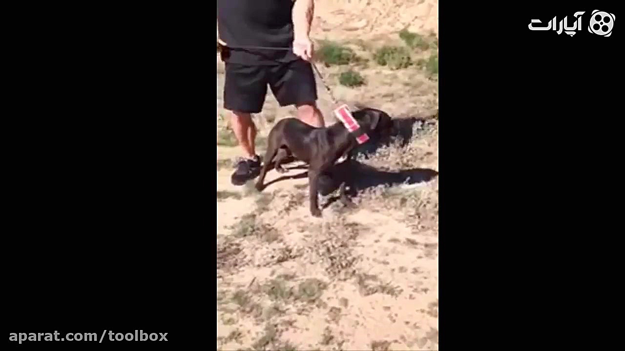 کدوم نژاد سگها می توانند گرگ ر...